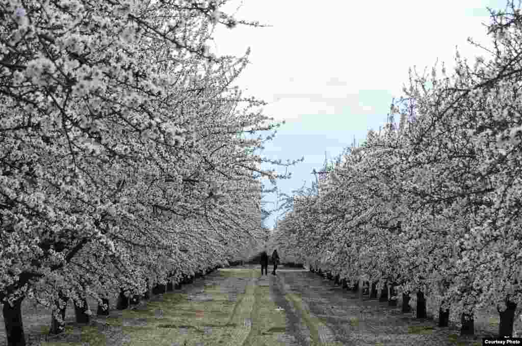 Almond Blossom trail in Fresno, California, USA, Mar. 8, 2013 (Photo by Vu Thi Thienthu/VOA reader)