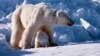 Cambio climático pone en riesgo al oso polar