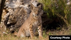 Much progress has been made to save the Iberian Lynx. Mature cats numbered just 52 in 2002. (Credit: IUCN)