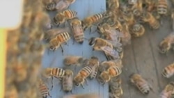 Plant Fungicide Might Hurt Honeybees