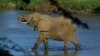 Namíbia e Zimbabwe impedidos de vender marfim legalmente
