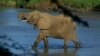 Kenyan Conservationists to Track Elephant ‘Corridors’ Between Parks
