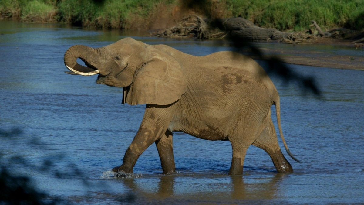 Kenyan Conservationists To Track Elephant ‘Corridors’ Between Parks