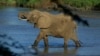 Ảnh tư liệu - Một con voi ở công viên quốc gia Samburu, Kenya. 