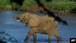 Un éléphant pris en photo au Kenya, traversant la rivière Samburu le 29 janvier 2003.