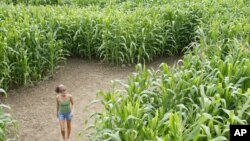 A corn maze in Rhode Island