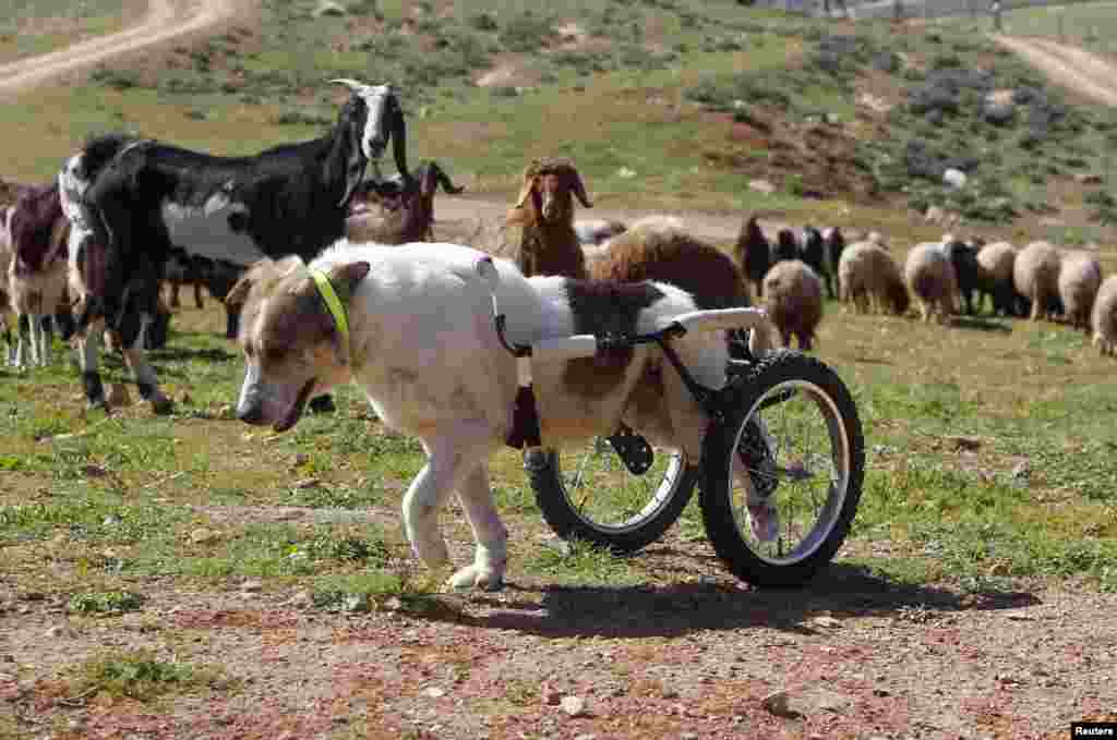 Abayed, a six-year-old herding dog, walks with a specially-made wheeled walking aid outside the Humane Center for Animal Welfare near Amman, Jordan. The dog, whose name means &quot;white&quot;, was hospitalized and treated after a bullet pierced his spine and paralyzed him some two years ago.