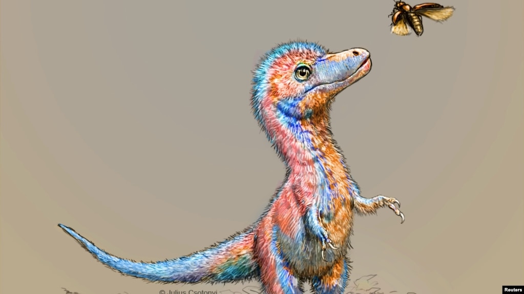A baby tyrannosaur from the Cretaceous Period of North America, based on partial fossils unearthed in the U.S. state of Montana and in the Canadian province of Alberta, is seen in an undated artist's rendition. (Julius Csotonyi/Handout via REUTERS )