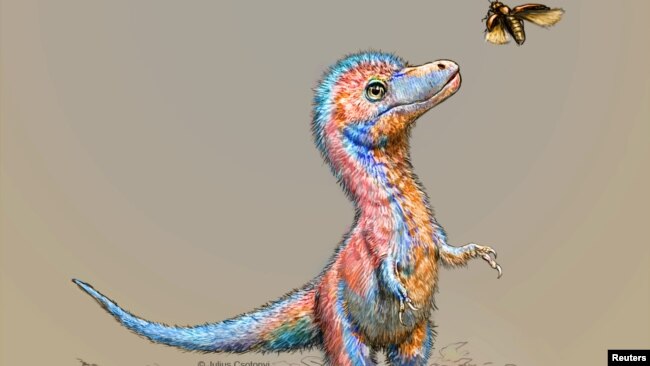 A baby tyrannosaur from the Cretaceous Period of North America, based on partial fossils unearthed in the U.S. state of Montana and in the Canadian province of Alberta, is seen in an undated artist's rendition. (Julius Csotonyi/Handout via REUTERS )