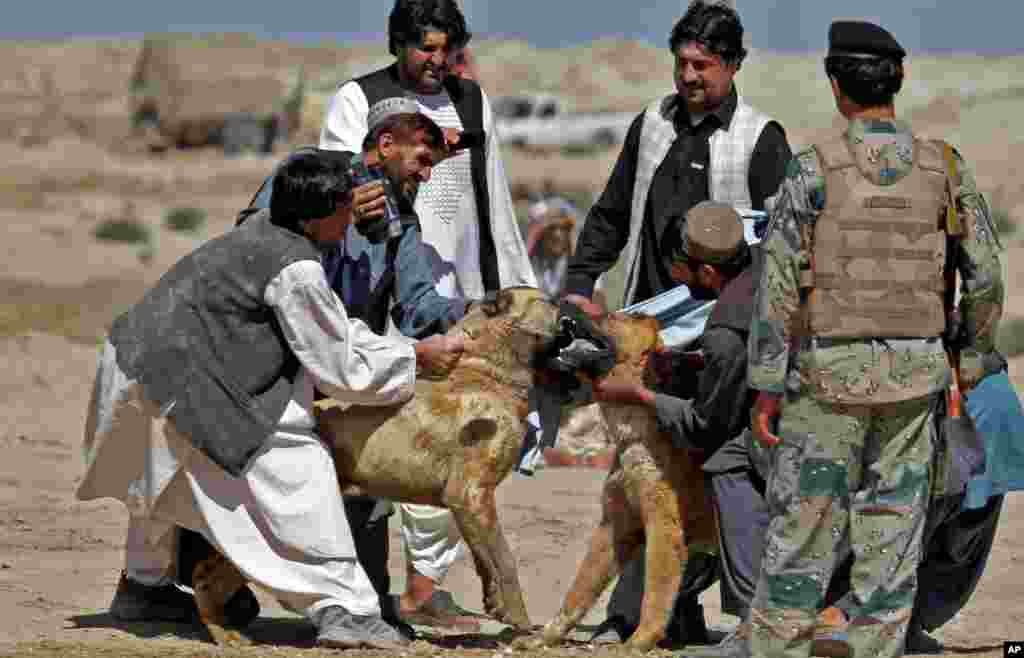 سگ جنگی در افغانستان علاقمندان زیادی دارد