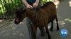 Goats Do the Weeding in Manhattan's Riverside Park