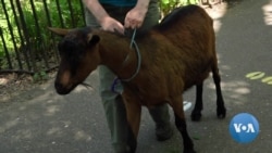 Goats Move to Manhattan’s Riverside Park 