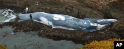 FILE - A 70-foot female blue whale, that officials believe was struck by a ship, is seen washed ashore near Fort Bragg, California, Oct. 20, 2009. As subfamilies of marine animal species grow larger in body size, the likelihood of them being classified as threatened with extinction increases by an even greater amount, according to a study published Sept. 14, 2016.