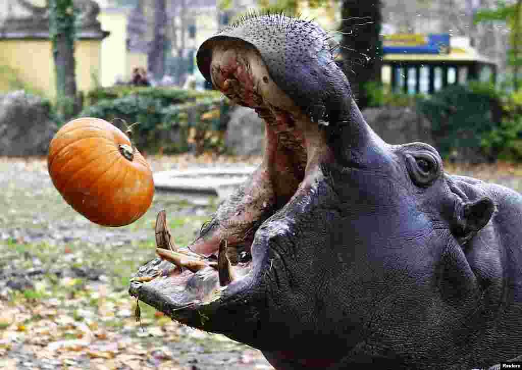 Một con hà mã đớp lấy trái bí ngô trong dịp lễ Halloween tại vườn thú Tiergarten Schoenbrunn ở Vienna, Áo. Mỗi năm một lần các loài động vật trong vườn thú được cho ăn bí ngô để mừng Halloween.