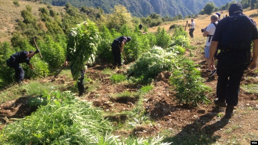 Polemika në Tiranë për situatën e luftës ndaj narkotikëve