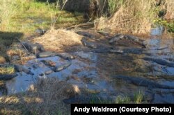 A congregation of alligators rests on a bank along the Anhinga Trail.