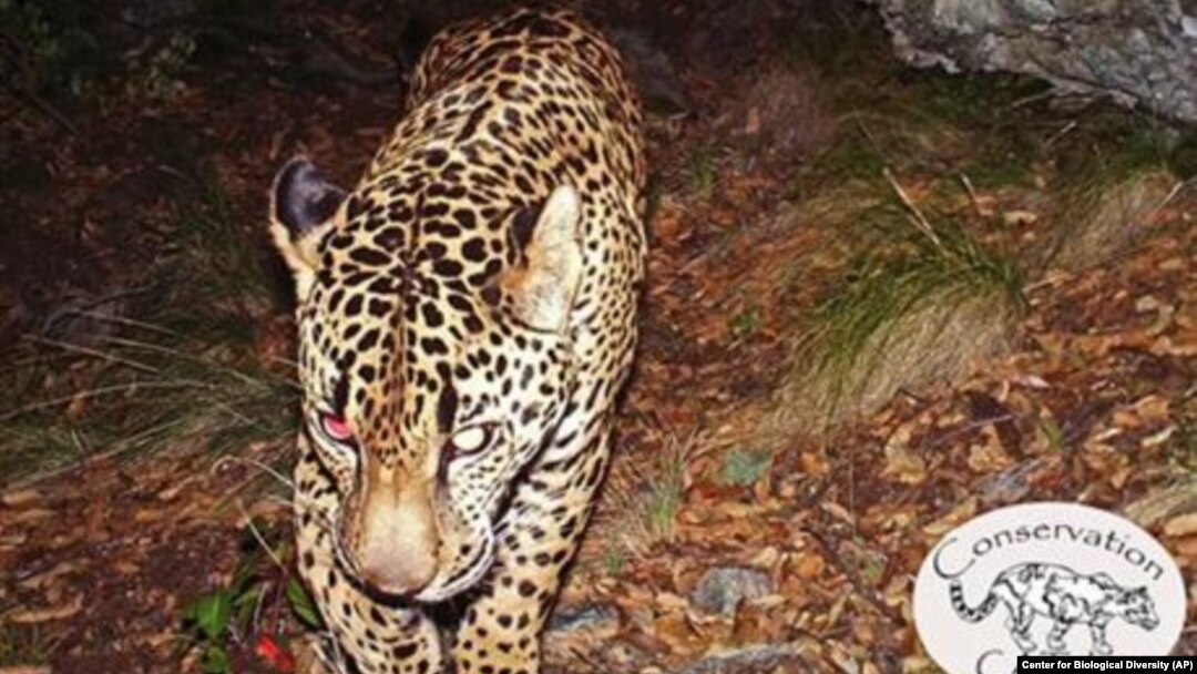 A few jaguars now roam the Arizona borderlands—why that's a big deal