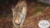 Only Known US Jaguar Shown in Video Roaming Arizona Mountains