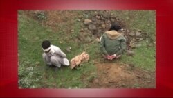 د ډیوه د روانو چارو خپرونه په ټي وي
