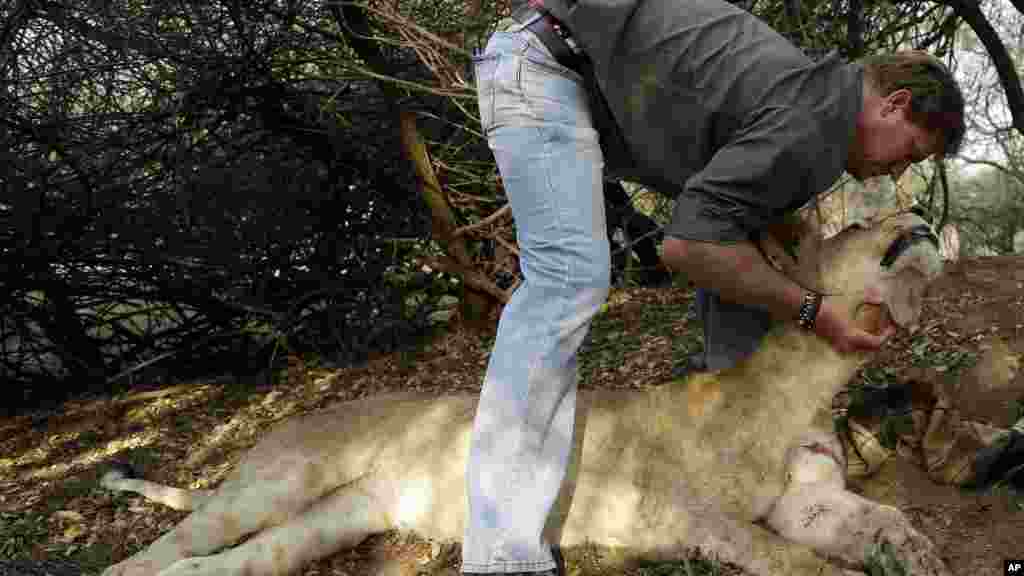 Anton Louw, managing director at another reserve called Zuka, places a tracking collar onto a sedated lion in the dirt as they wait to be evacuated from Phinda Private Game Reserve, South Africa, Monday, June 29, 2015. The five female and two male lions are unwitting passengers about to embark on a 30-hour, 2,500-mile (4,000-kilometer) journey by truck and plane from South Africa to Akagera National Park in Rwanda, whose lion population was wiped out following the country’s 1994 genocide.