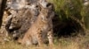 Much progress has been made to save the Iberian Lynx. Mature cats numbered just 52 in 2002. (Credit: IUCN)