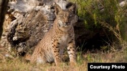 Much progress has been made to save the Iberian Lynx. Mature cats numbered just 52 in 2002. (Credit: IUCN)