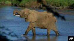 Un éléphant dans le parc national de Samburu, Kenya, le 29 janvier 2003