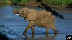 FILE - An elephant crosses a river in Samburu national park in Kenya, Jan. 29, 2003.