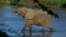 FILE - An elephant crosses a river in Samburu national park in Kenya, Jan. 29, 2003.