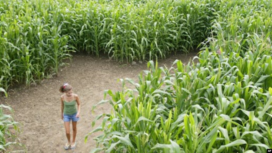 Corn maze