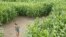Corn maze
