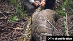 Burmese Python ခေါ် မြန်မာ့စပါးအုံးမြွေ (Conservancy of Southwest Florida)