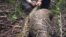 Burmese Python ခေါ် မြန်မာ့စပါးအုံးမြွေ (Conservancy of Southwest Florida)
