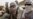 Mali Government Condemns Islamist Executions in North