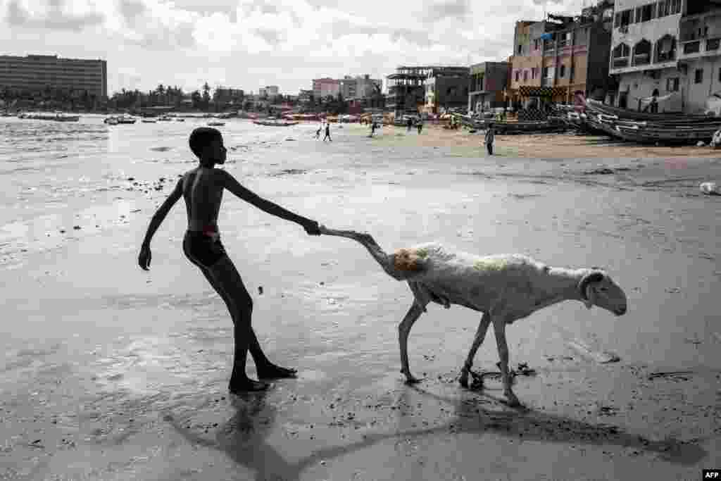 A young farmer drags his sheep toward the sea to bathe in Dakar, Senegal, ahead of the Muslim Eid al-Adha (Festival of Sacrifice), known as Tabaski in Western Africa.