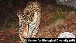 This undated still frame taken from the first publicly released video of the only known wild jaguar in the United States roaming in a mountain range just south of Tucson, Ariz. 