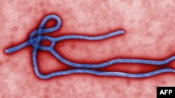 This colorized transmission electron micrograph (TEM) obtained March 24, 2014 from the Centers for Disease Control(CDC) in Atlanta, Georgia, reveals some of the ultrastructural morphology displayed by an Ebola virus virion. (AFP PHOTO / CDC / Cynthia Gold)