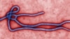 8 Staff at UK Miner Leave Sierra Leone Due to Ebola Virus 