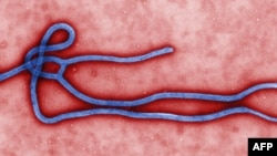 Transmisi elektron mikrograf yang diperoleh dari Pusat Pengendalian Penyakit di Atlanta, Georgia, AS, memperlihatkan ultrastruktur morfologi dari virus ebola (24/3).