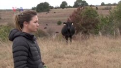 Ranchers Combat Overgrazing to Fight Climate Change