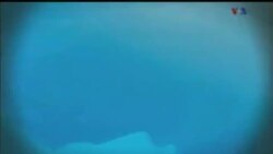 اخبار شامگاهی