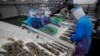 Big Seafood Companies Promise to Reduce Illegal Fishing