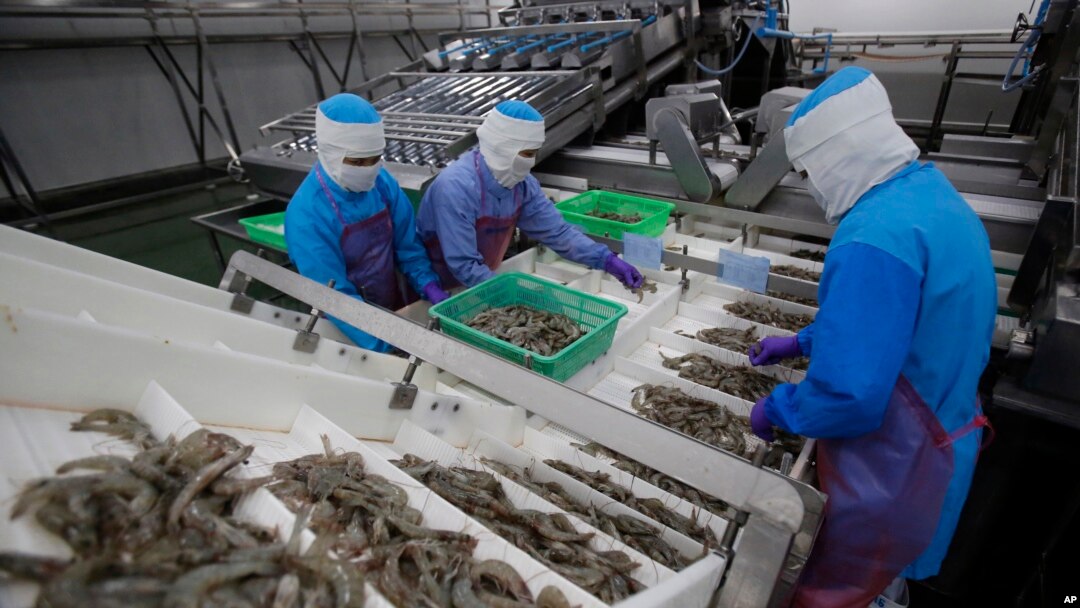 Workers size shrimps at Thai Union factory in Samut Sakhon, Thailand, Aug. 23, 2016.