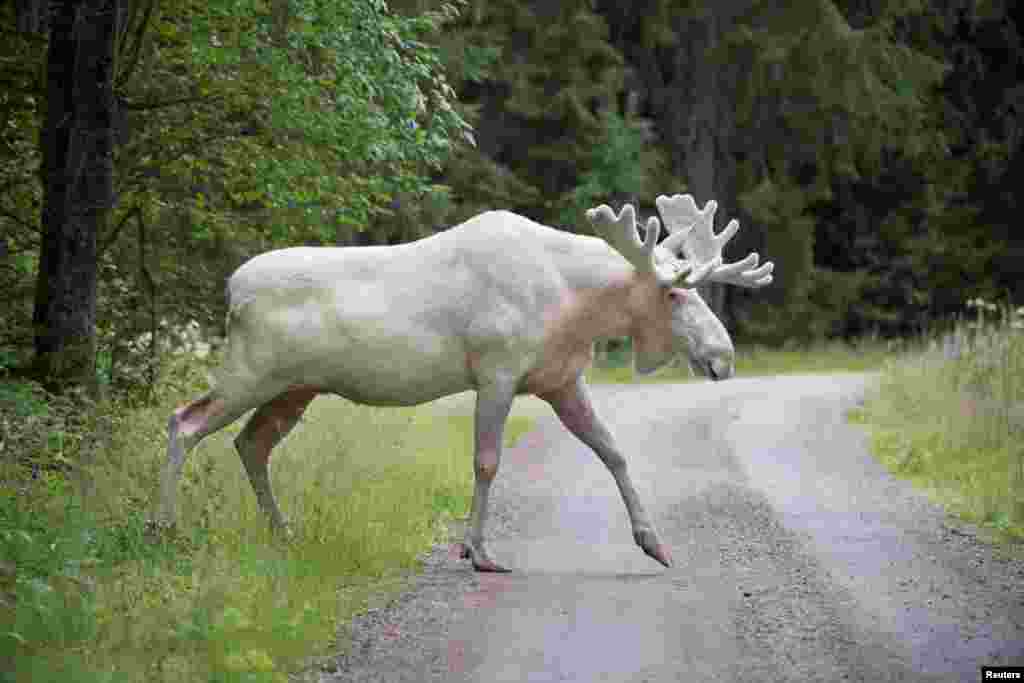 A rare white moose is seen in Gunnarskog, Varmland, Sweden.