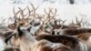 Arctic Reindeer Face Starvation Threat in Sweden