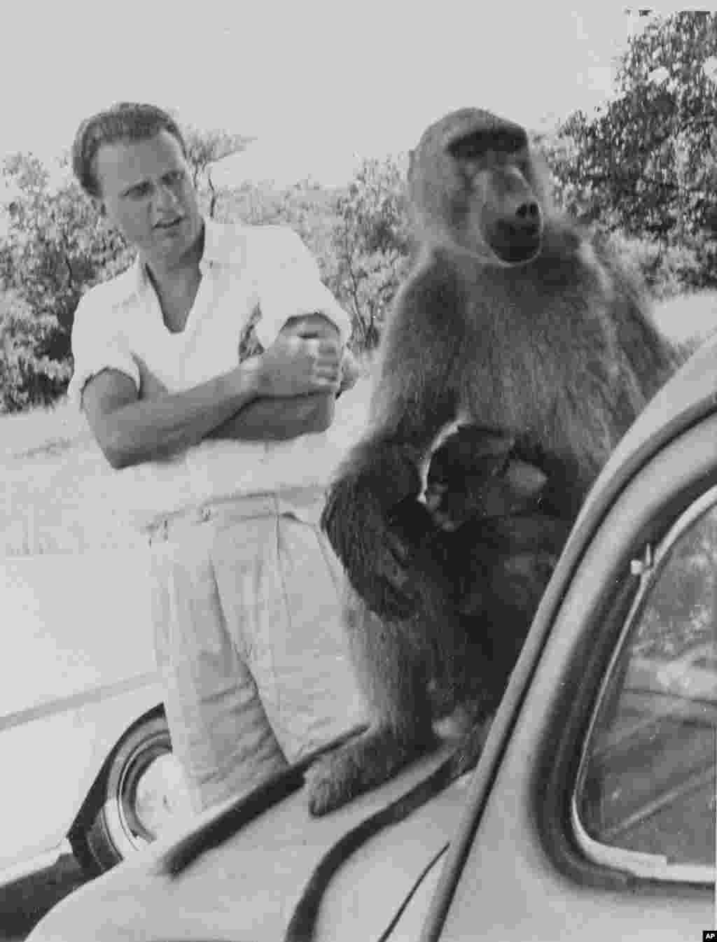 L&#39;évangéliste américain Billy Graham regarde un babouin lors d&#39;une visite aux chutes Victoria en Rhodésie du Nord, le 29 février 1960.