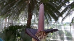 FILE: The Corpse Flower at the US Botanic Garden in Washington, D.C., named because it smells like death. Taken 08/21/17