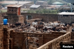 A man keeps an eye on cattle at a slaughterhouse near Nairobi, Kenya, Aug. 25, 2017.