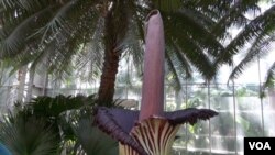 La flor Cadáver es vista en el Jardín Botánico de EE.UU. en Washington, D.C.