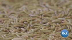 How Worms Can Help Feed the World 